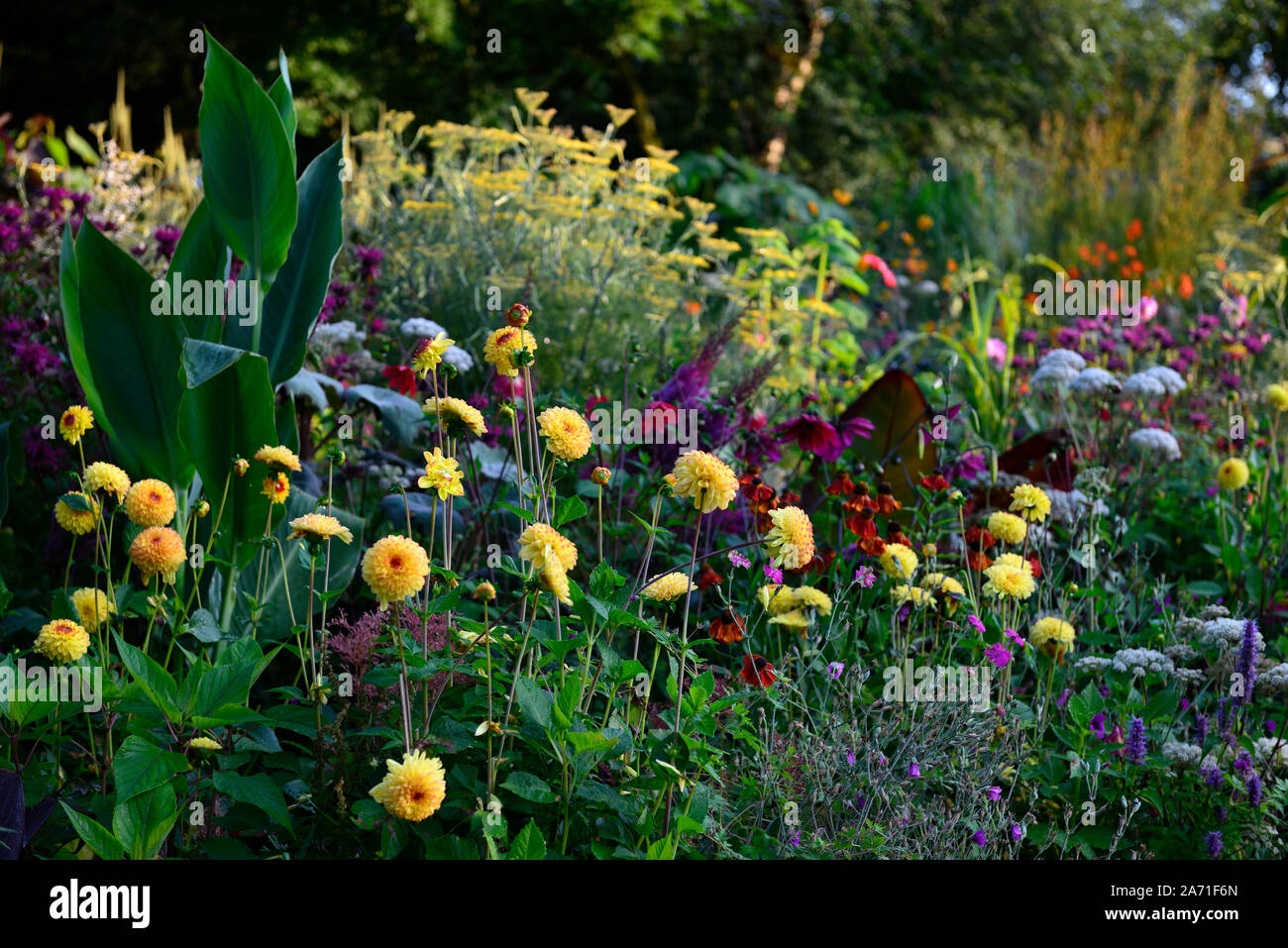 Dahlie Sunny Boy, gelbe Blumen, Kugel, Ball Dahlie Dahlien, mixed Border, tropische Bepflanzung, blühende, mehrjährig, RM Floral Stockfoto