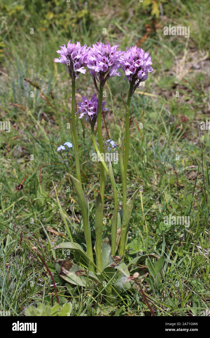 Neotinea tridentata - Wild Orchid Stockfoto