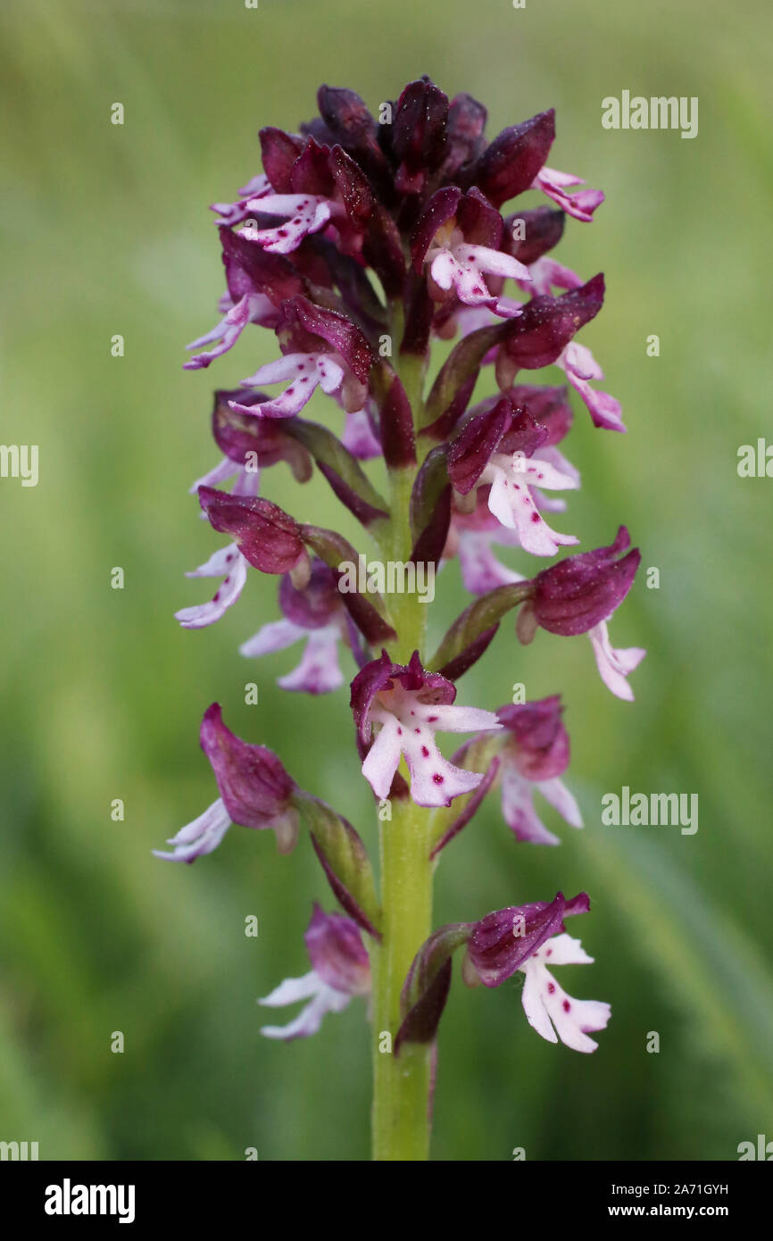 Neotinea tridentata - Wild Orchid Stockfoto