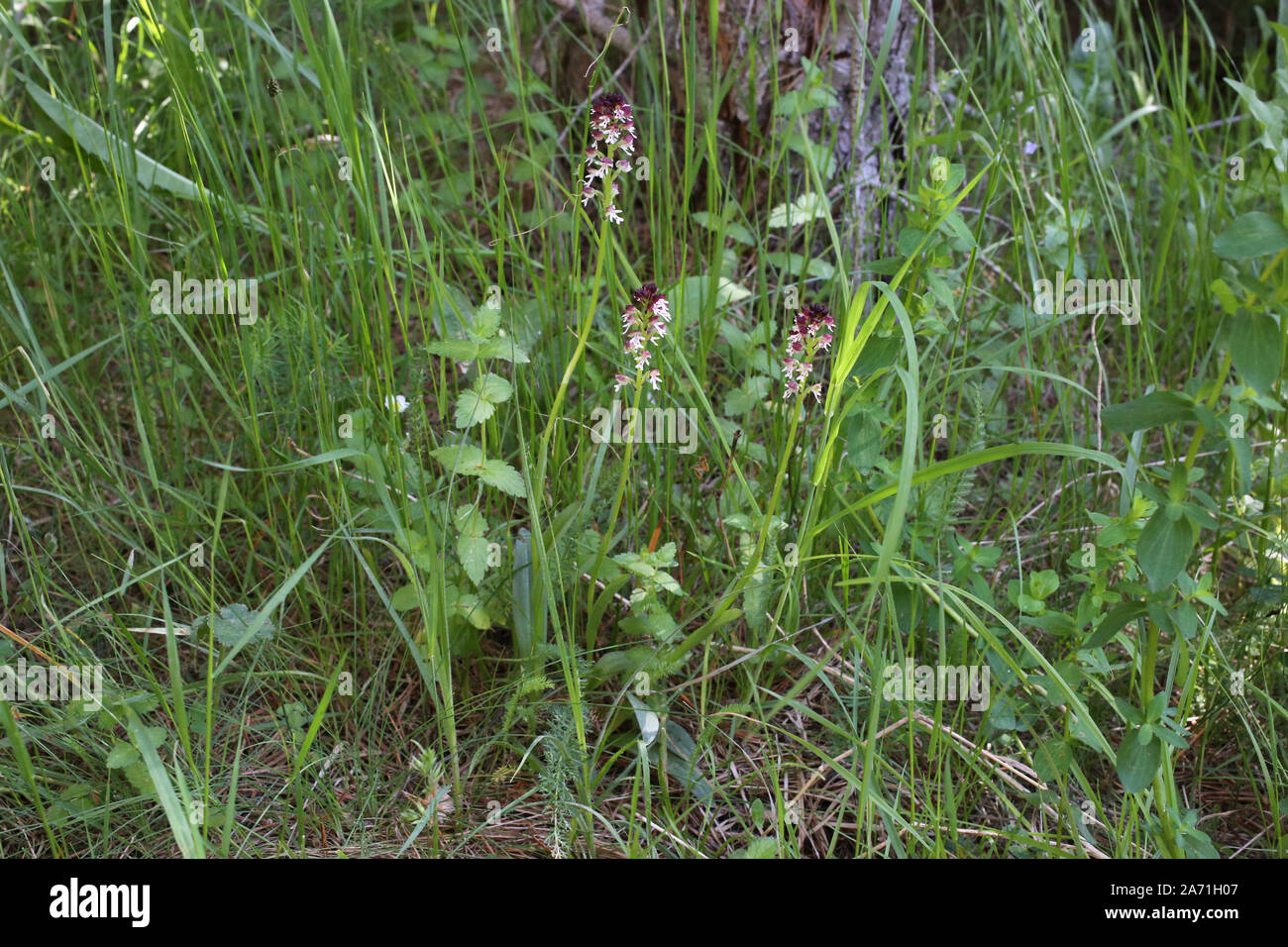 Neotinea tridentata - Wild Orchid Stockfoto