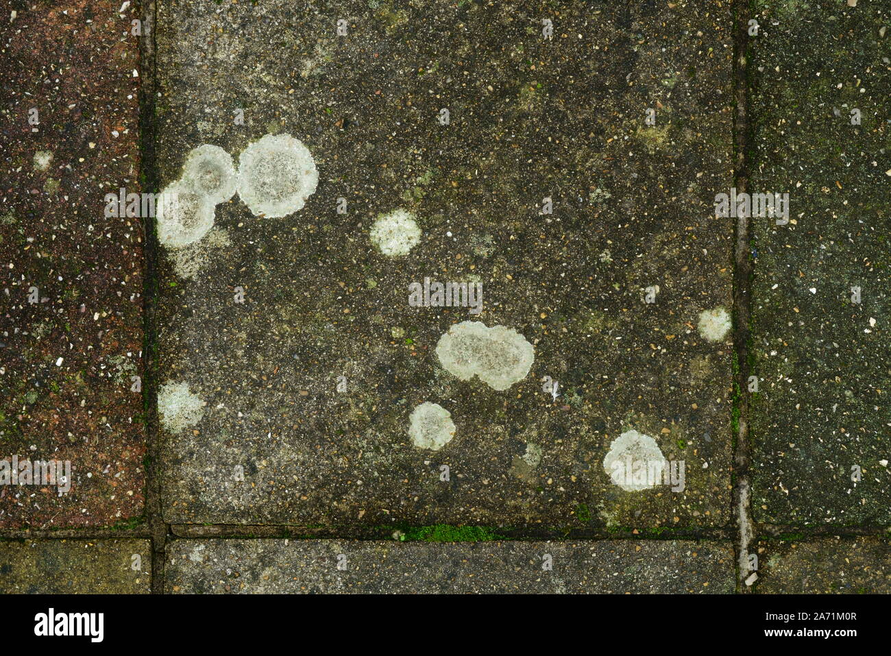 Bürgersteig flechten Xanthoparmelia Scabrosa wächst auf einer Betonplatte. Stockfoto