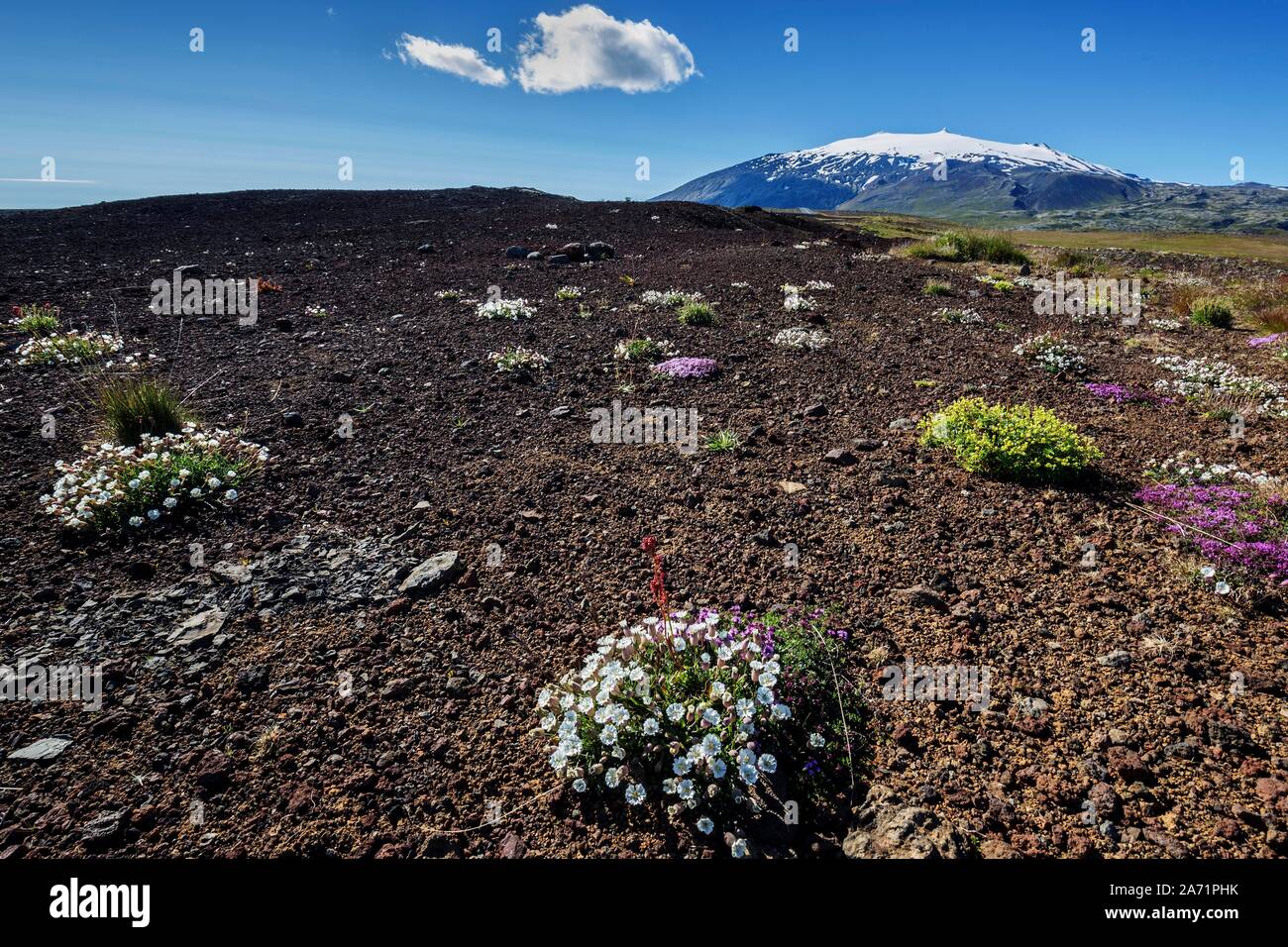 Blühende Pflanzen in kargen Vulkanlandschaft, Snæfellsjökull Gletscher an der Rückseite, in der Nähe von Hellnar, Halbinsel Snaefellsnes, West Island, Island Stockfoto