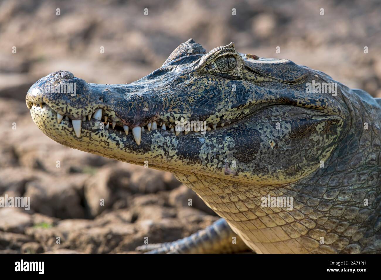 Spectacled Kaimane (Caiman crocodilus yacare), Tier Portrait, Pantanal, Mato Grosso, Brasilien Stockfoto
