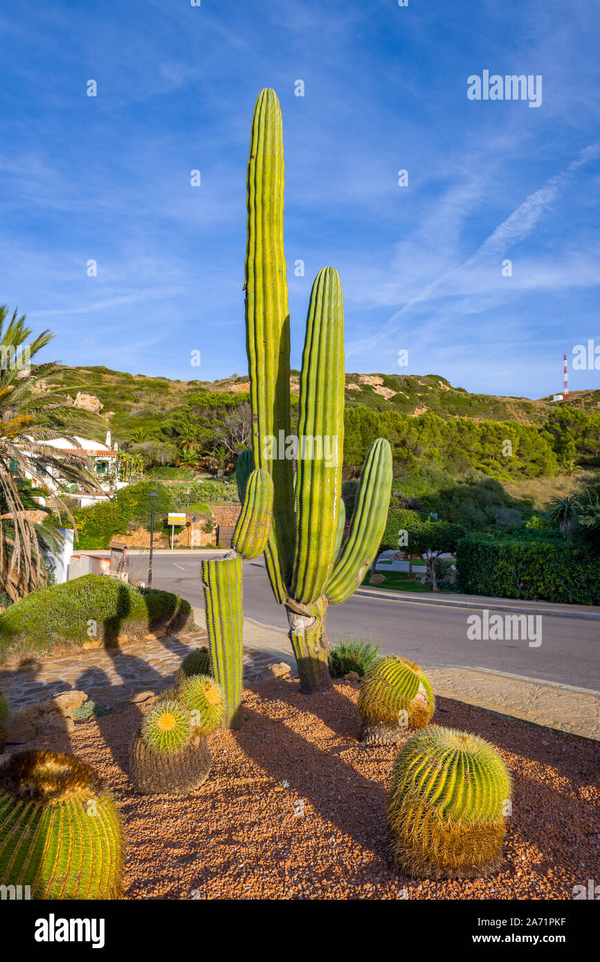 Tropischen hoch Kaktus wchst auf der Strae. Menorca, Balearen, Spanien  Stockfotografie - Alamy