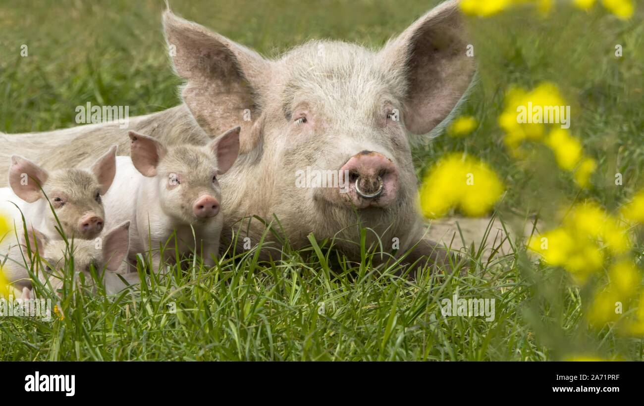 Glückliche Schweine Stockfoto