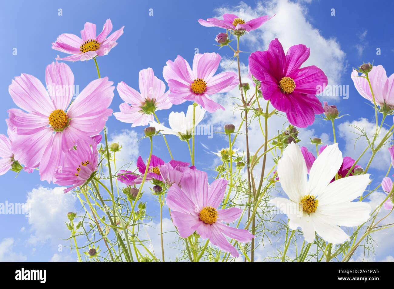 Mexikanische Aster (Cosmos Bipinnatus) vor Sommer sky Stockfoto