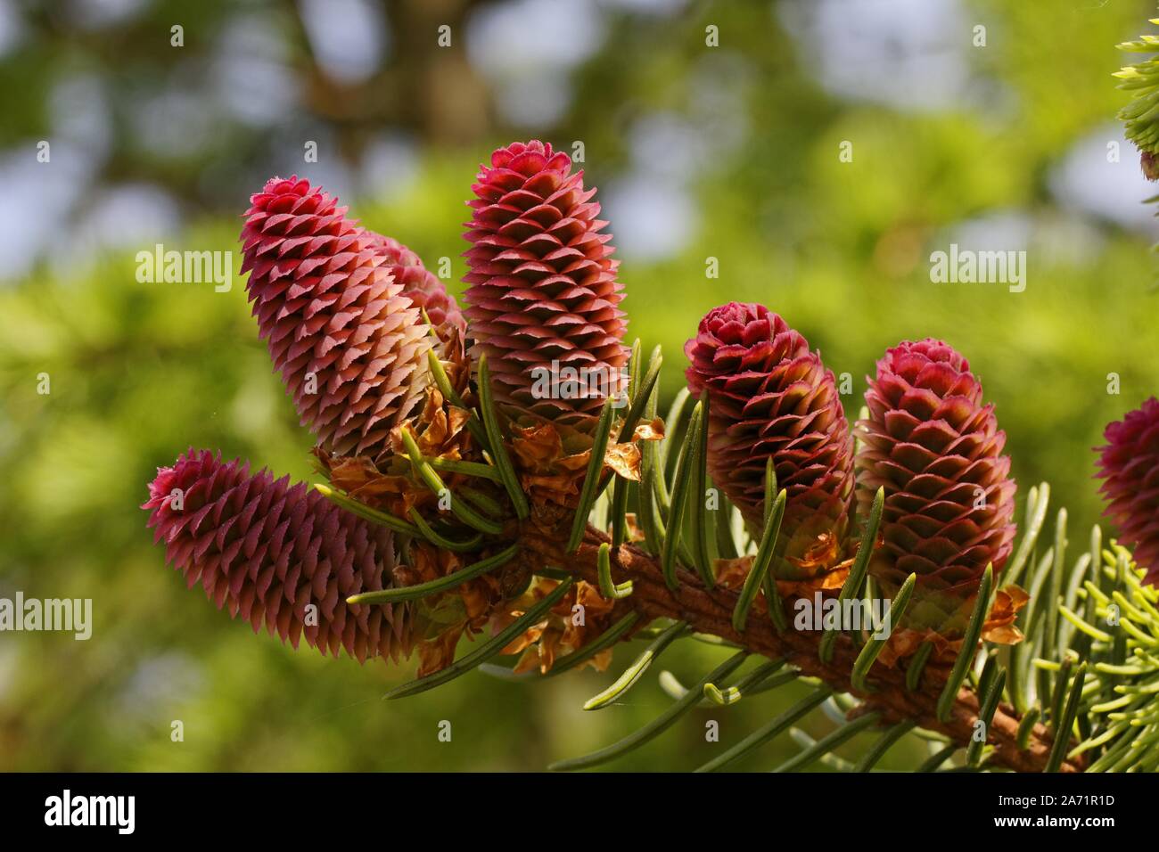Picea abies, Begräbnis- Fichte, gemeinsame Fichte Stockfoto