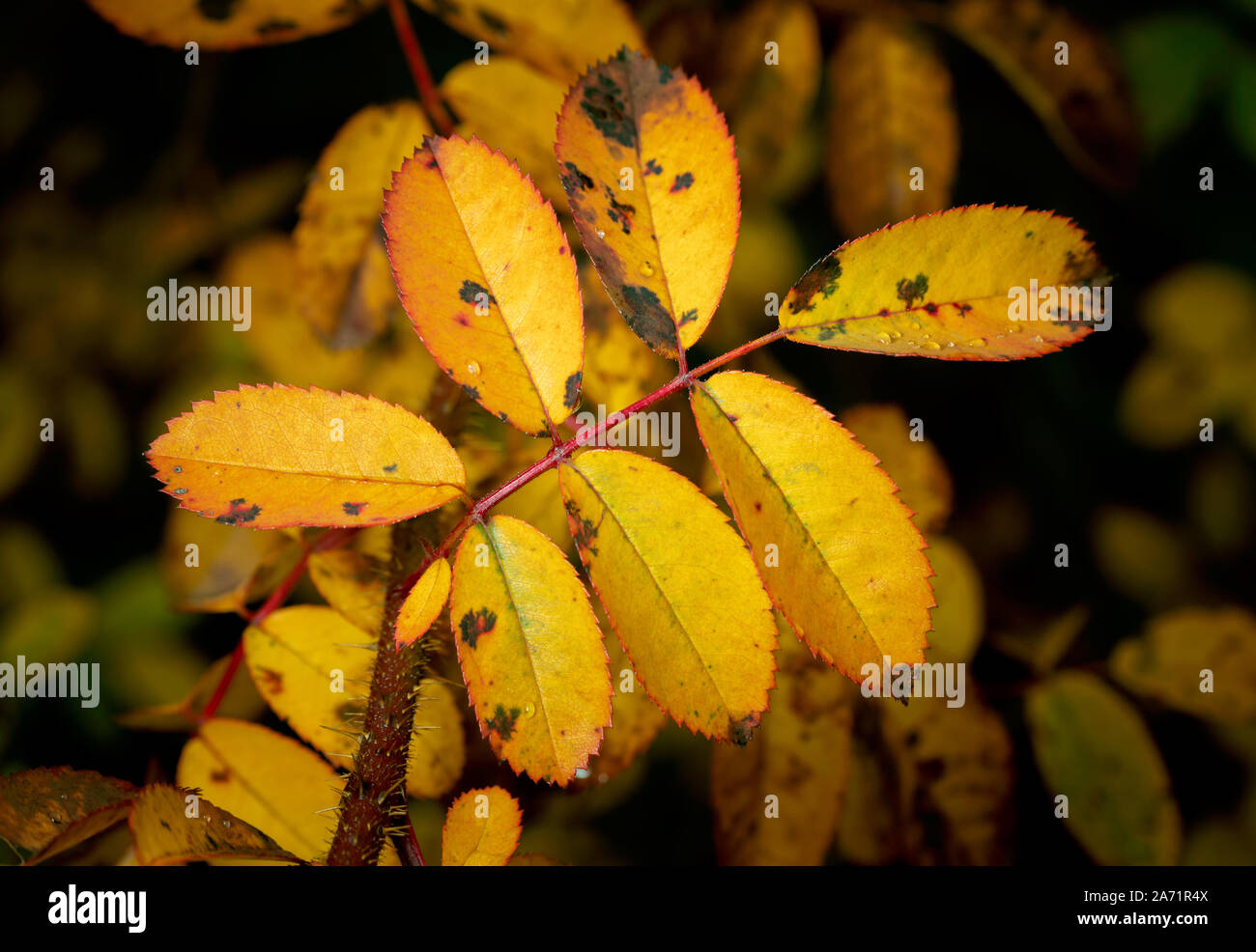 Gelbe Blätter im Herbst auf dunklem Hintergrund Stockfoto