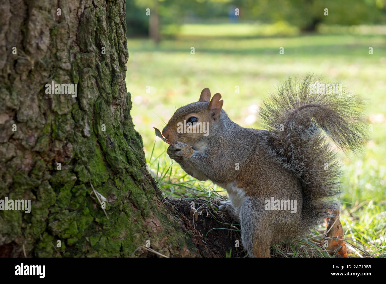 Eichhörnchen auf einem Park Stockfoto