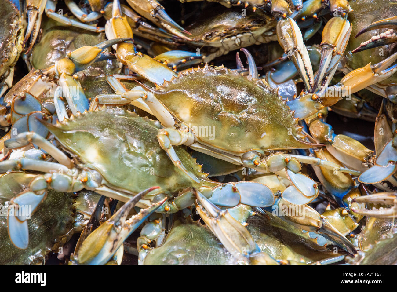 Blauen Krabben zum Verkauf der DC-Fischmarkt auf Maine Ave SW, Washington, DC. Stockfoto