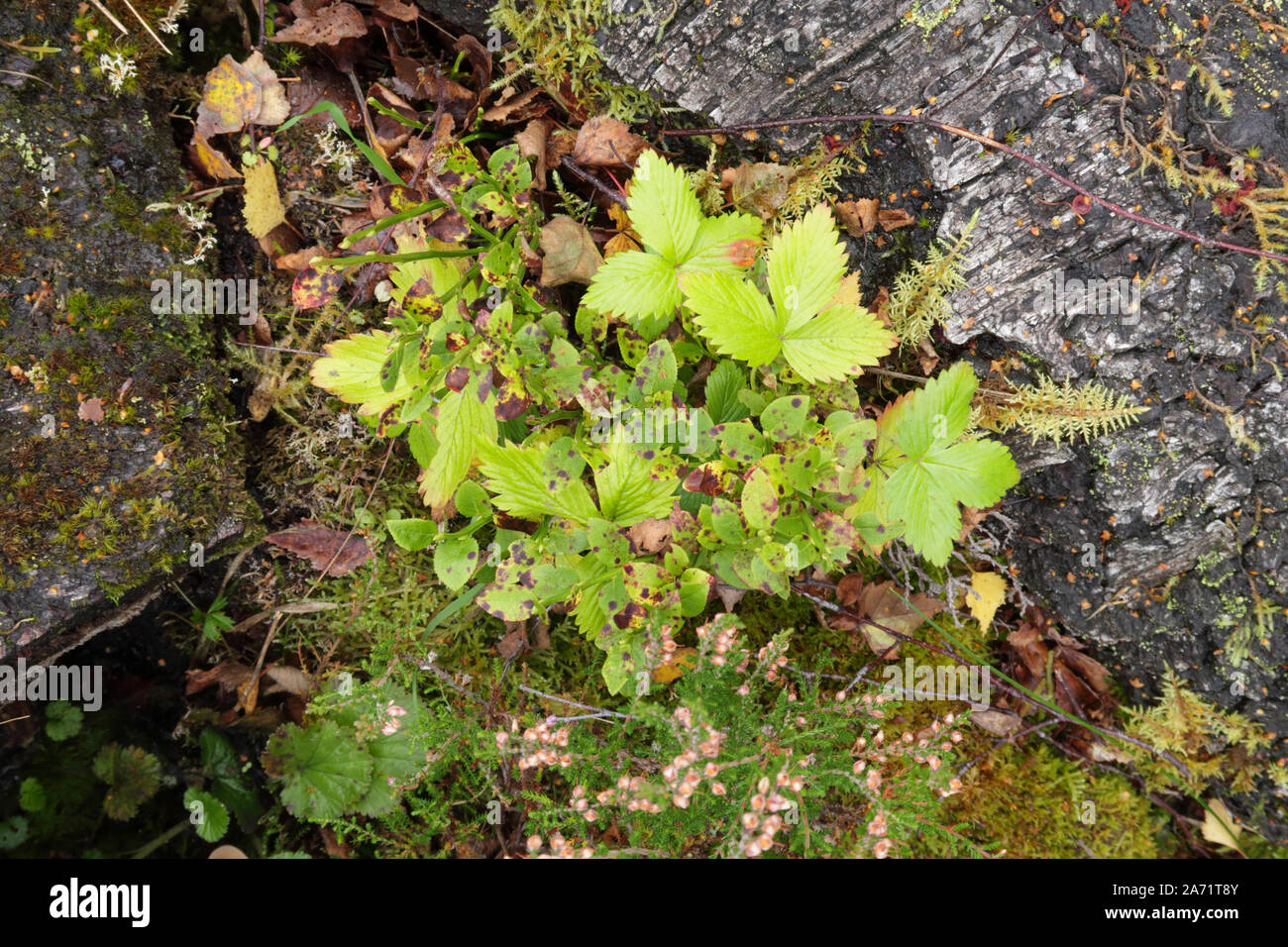 Grüne Vegetation einschließlich heidelbeere, Holz avens, Gras, Moos und Flechten, zwischen Felsen im Cairngorms Nationalpark, Schottland wächst Stockfoto