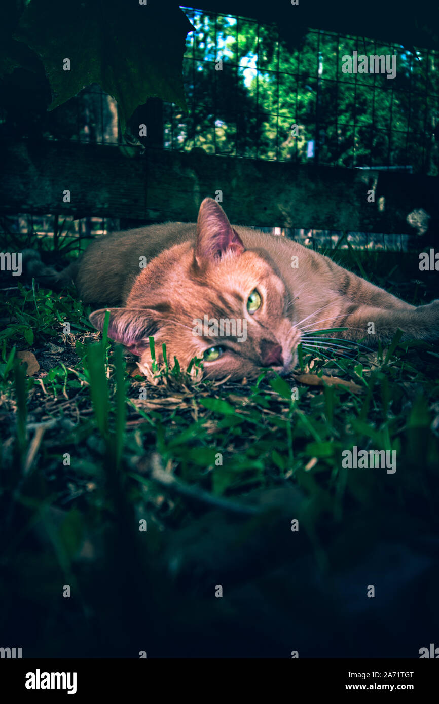 Orange Out Door cat Stockfoto
