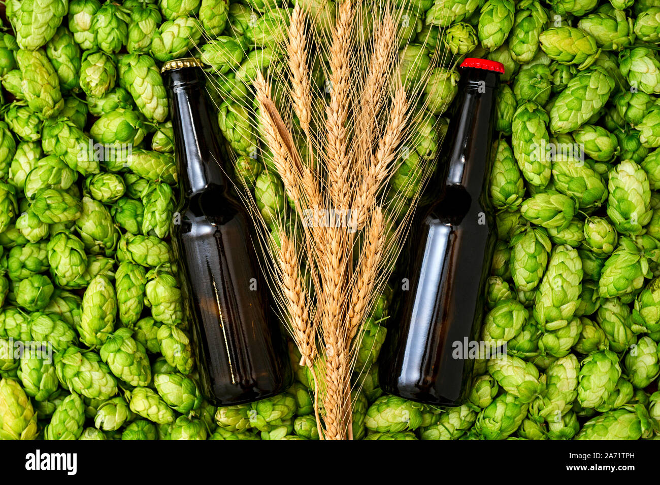 Glas Flaschen Bier, grüne Kegel von Hopfen und Weizen Korn Ansicht von oben Stockfoto