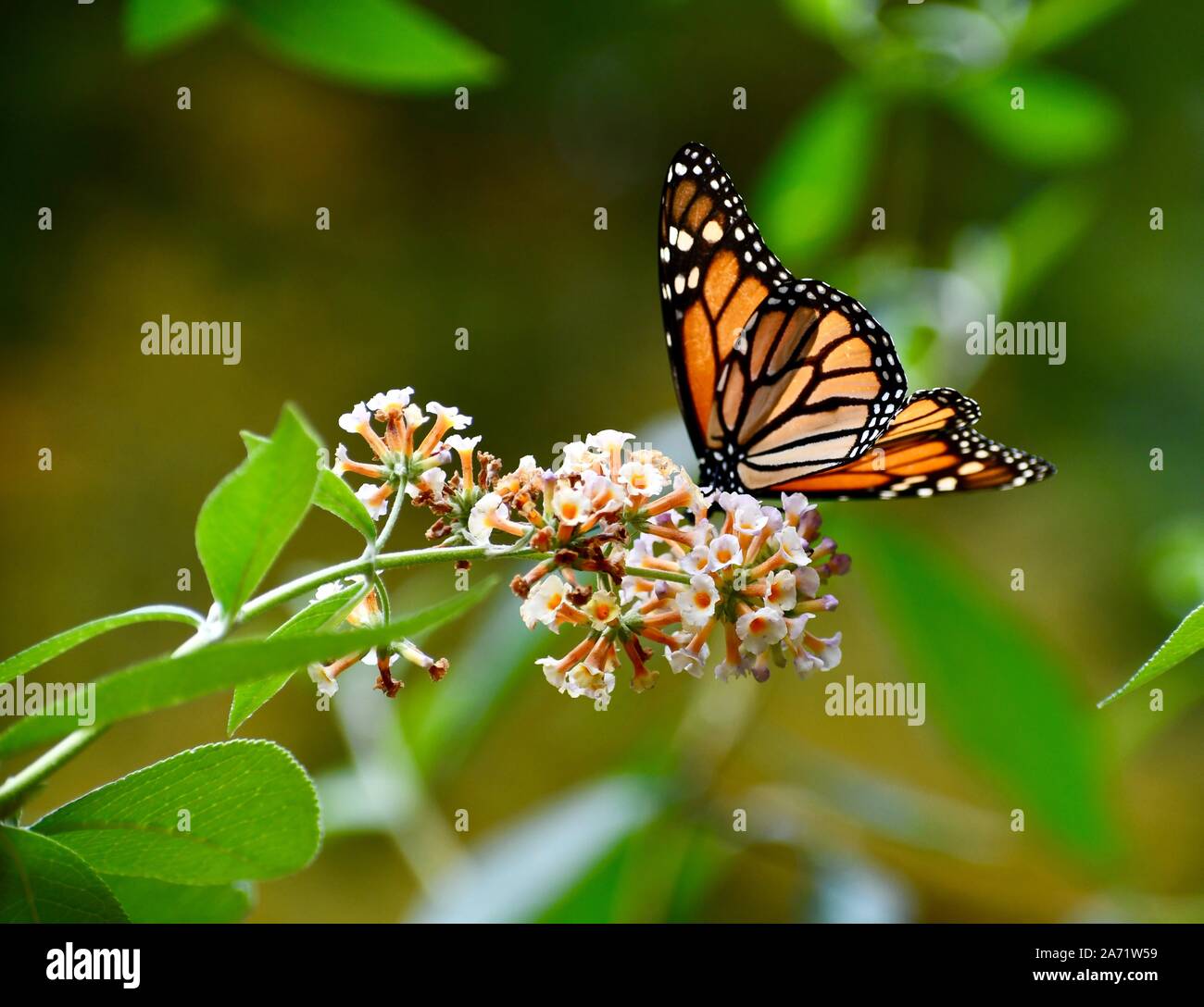 Schmetterling, Monarch butterfly Stockfoto