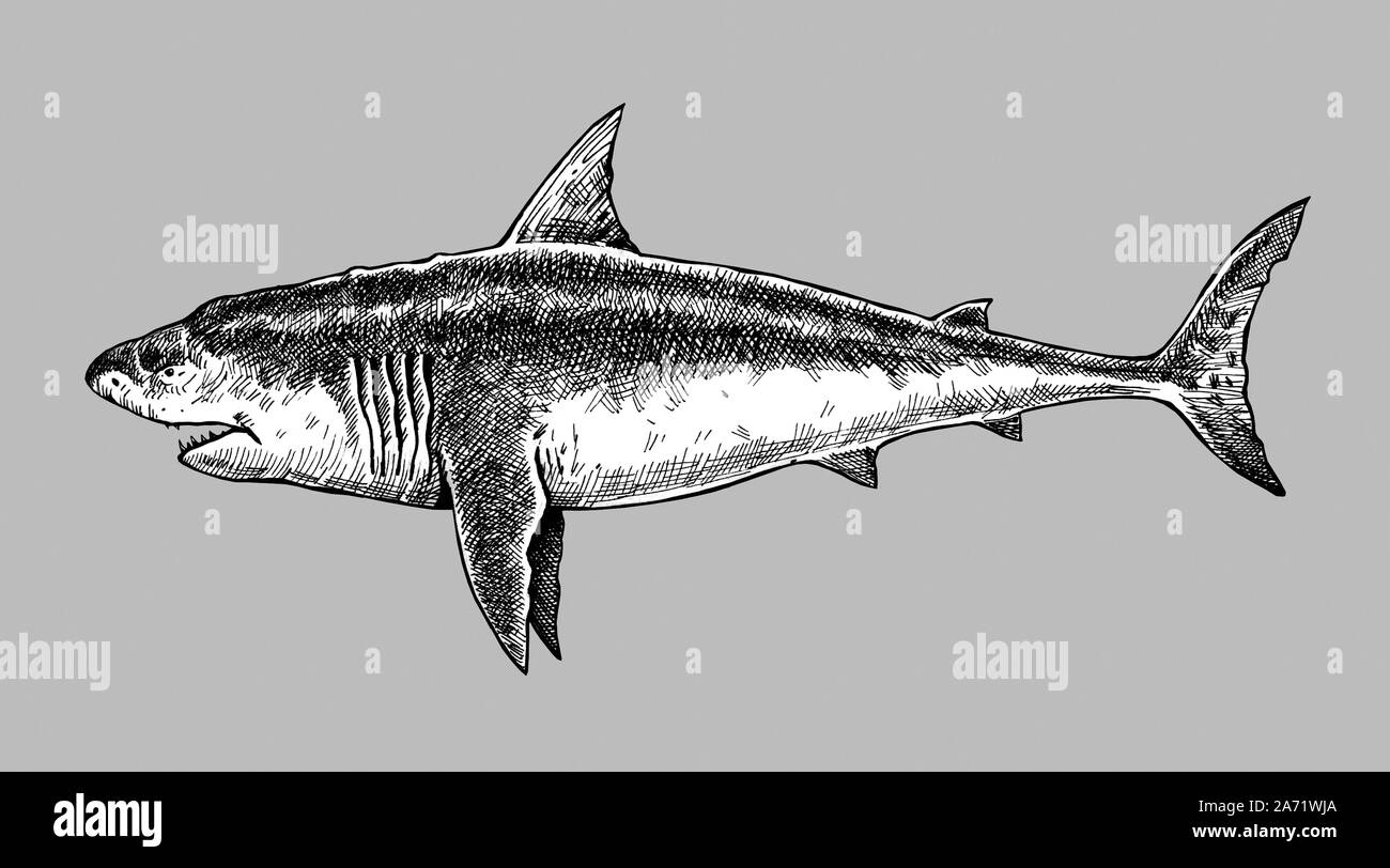 Grosse Haie Zeichnung. Monster megalodon Abbildung. Stockfoto