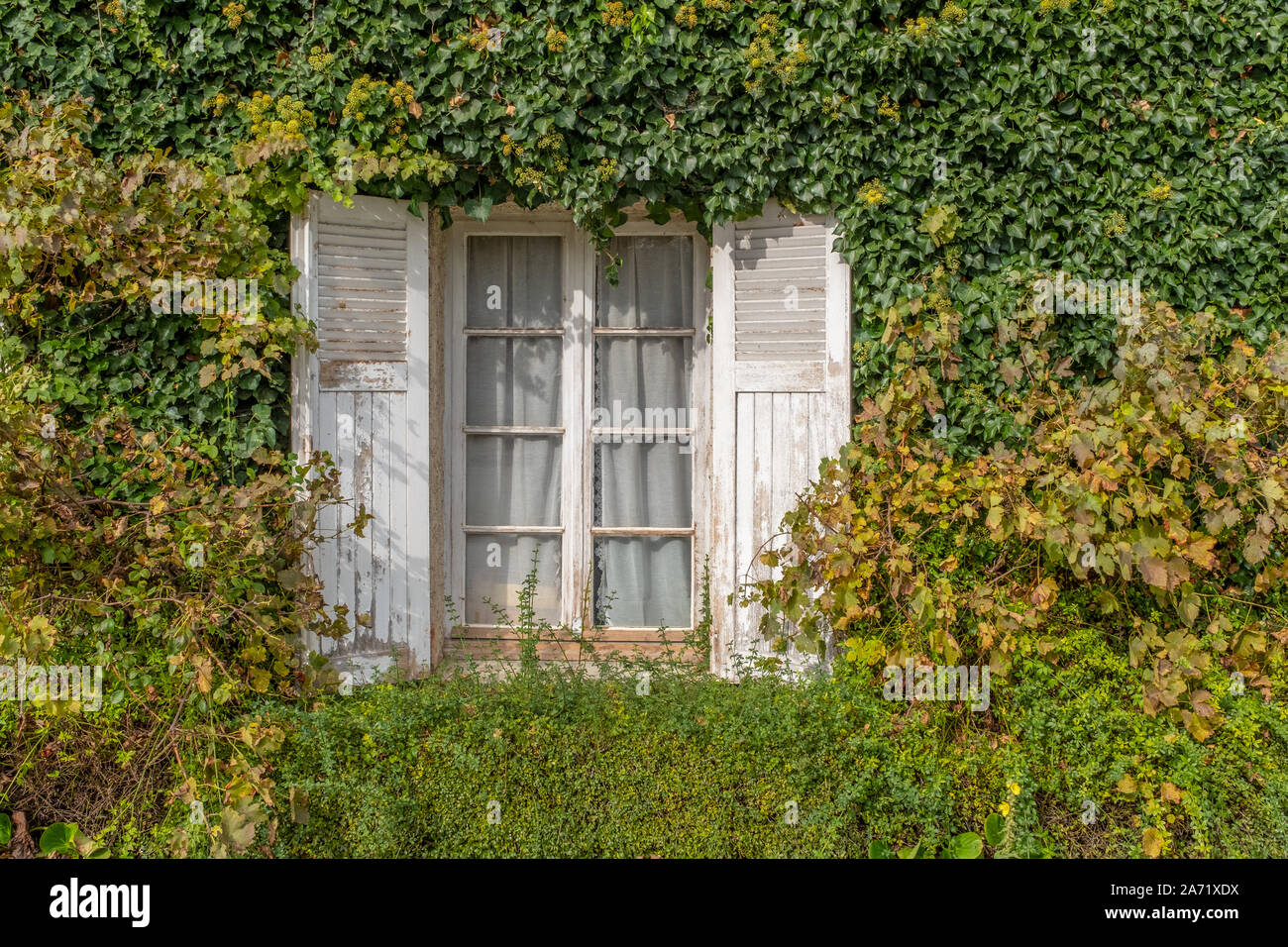 Mit weißen Vorhängen und weißen Fensterläden Öffnung in einer Wand mit Rebe leicht Ändern der Farbe im frühen Herbst fallen, Fenster, Frankreich Stockfoto