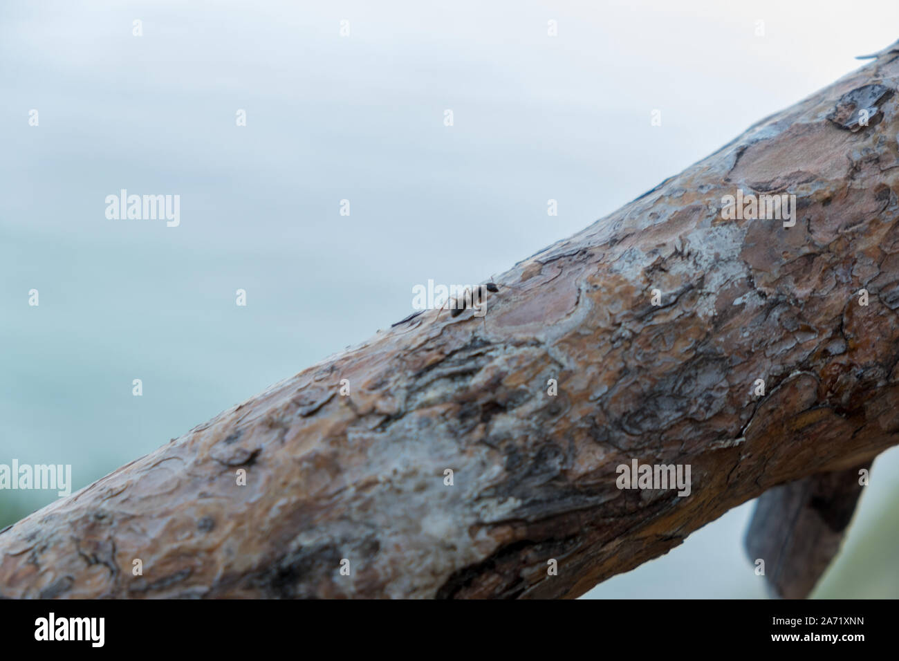 Kleine Ameise auf einer Amtsleitung in der Baikal See Stockfoto