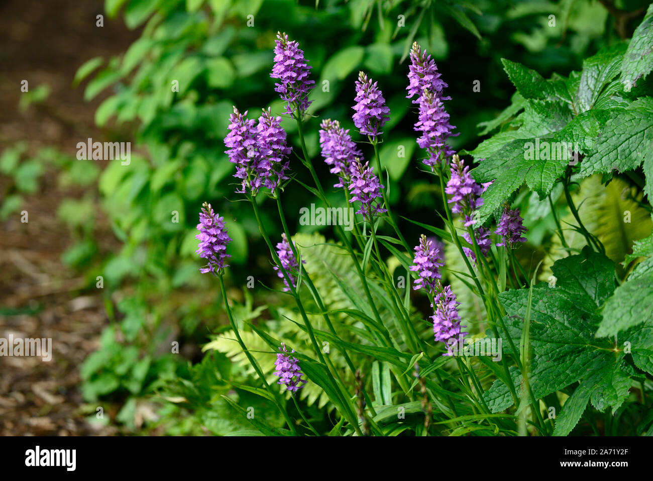 Dactylorhiza, terrestrischen Orchidee, Lila Blume, Blumen, Blüten, Pflanzen, Stauden, Marsh Orchideen, Garten, RM Floral Stockfoto