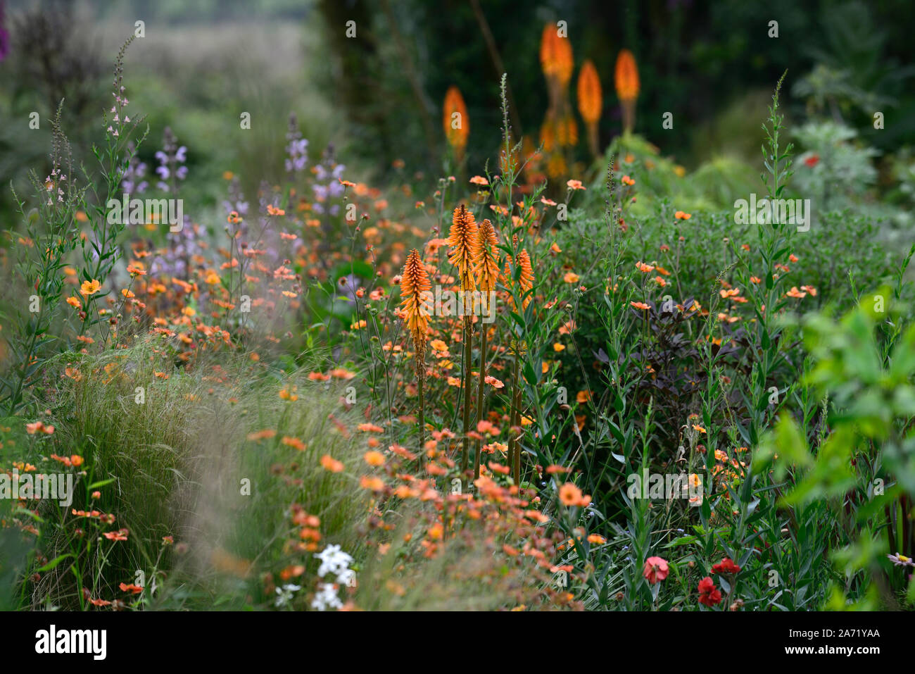 Kniphofia Fiery Fred, Fackellilie, rotes heißes Poker, Orange, röhrenförmige Blumenspitze, Blumen, Blüte, RM-Blumenmuster Stockfoto