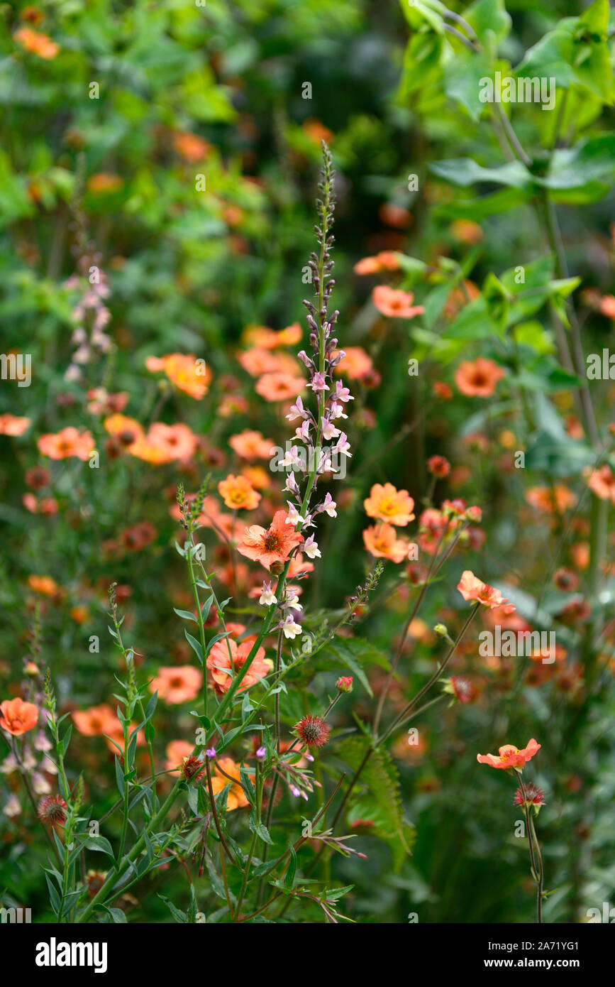 Linaria Peachy, Toadflax, pfirsich gelb Blumen, Stiele, Türme, snapdragon, RM Floral Stockfoto