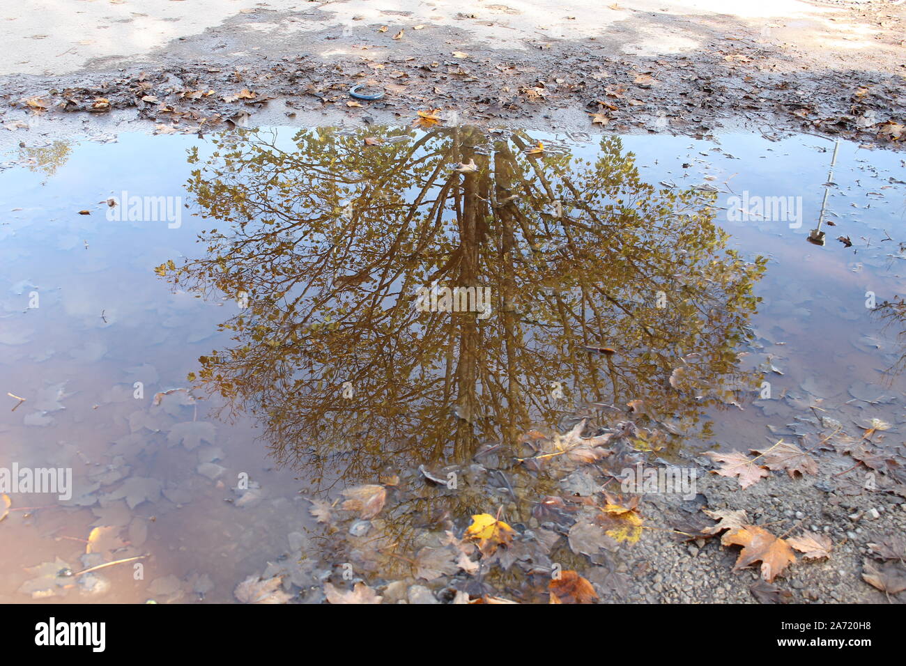 Baum spiegelt in einer schlammigen Pfütze mit Herbst Ahorn Blätter Stockfoto