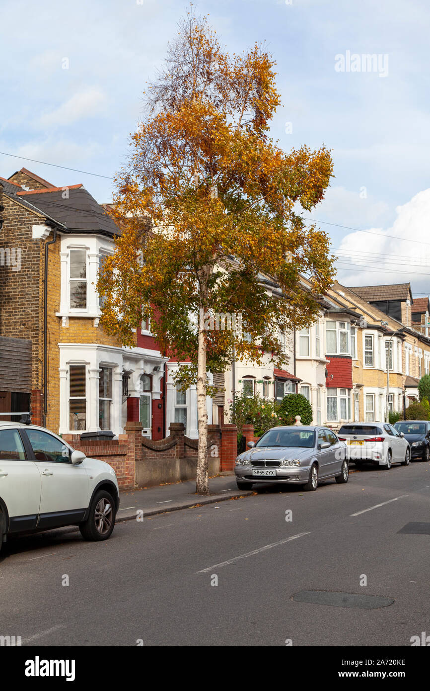 Erman von Birke (Betula costata) Straße Baum im Herbst, Walthamstow, London E 17. Stockfoto