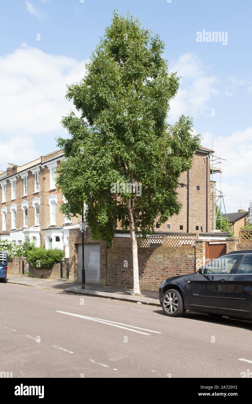 Erman von Birke (Betula costata) Straße Baum, London Stockfoto
