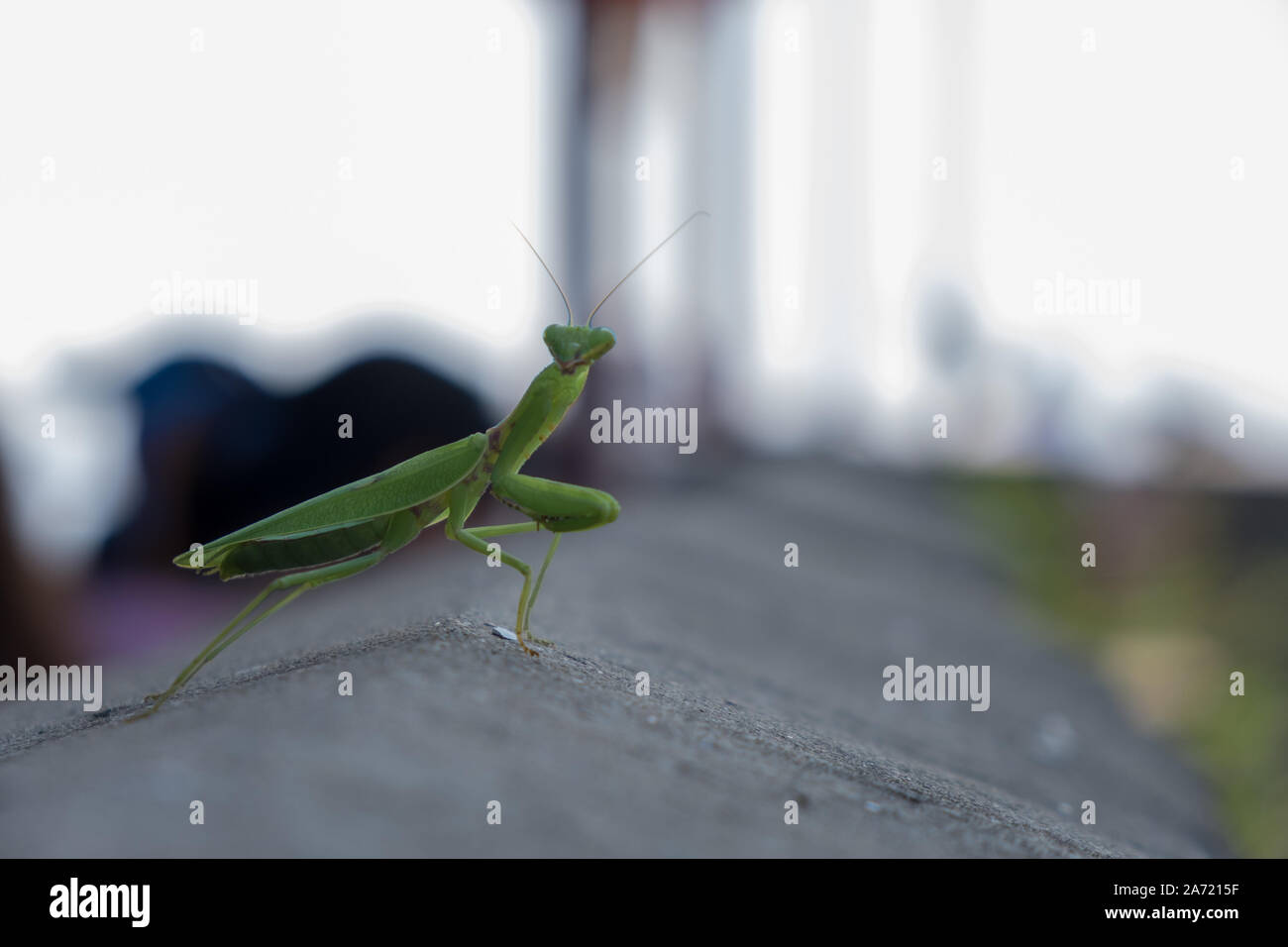 Beten Mantis auf der Grossen Mauer in China Stockfoto