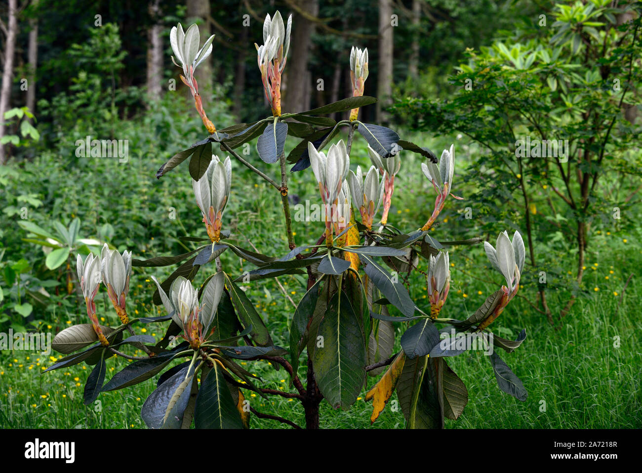 Rhododendron, neues Wachstum, Blätter, Frühling, RM Floral Stockfoto
