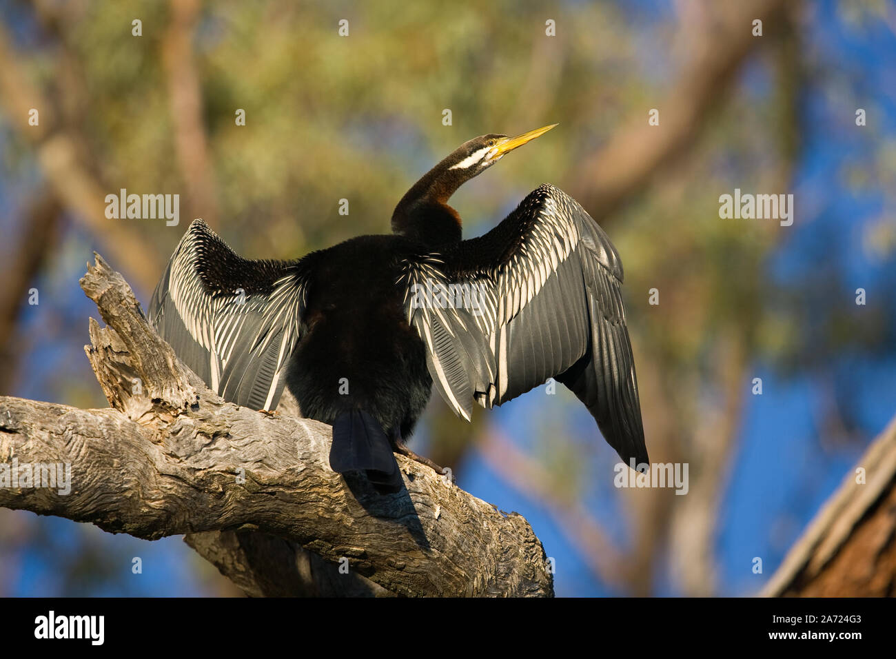 Australasian Schlangenhalsvogel (Anhinga novaehollandiae), hier in typischer Pose gesehen und saß auf einem toten Baum, die Flügel ausgestreckt, aus trocknen. Stockfoto