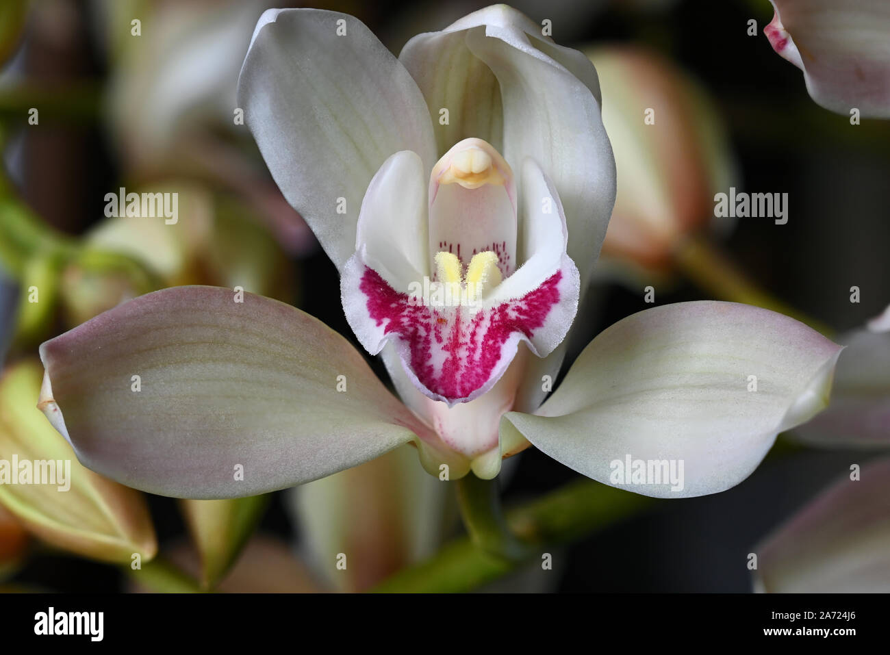 Detaillierte Nahaufnahmen der rosafarbenen und weißen Orchidee. Stockfoto