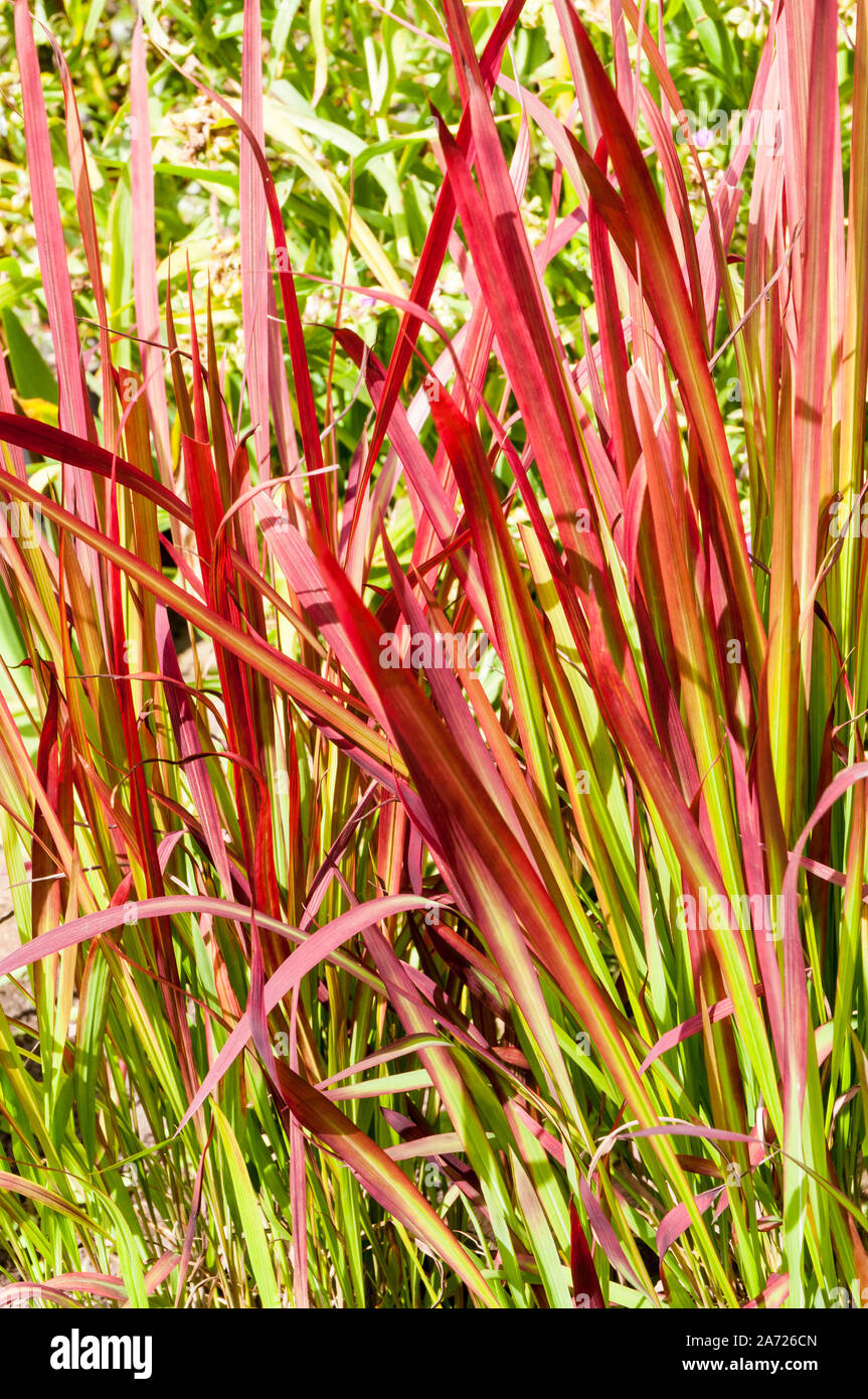 Red Gräser Imperata cylindrica Rubra Roter Baron. Eine mehrjährige Gras, frosthart ist. Stockfoto