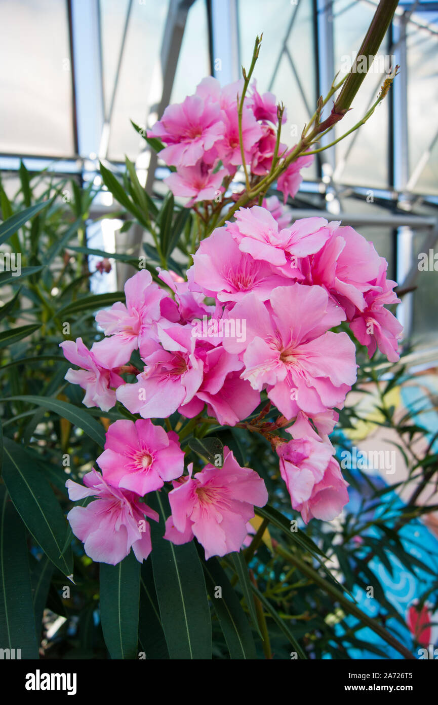 Üppige Cluster von rosa Oleander Blumen. Vertikale Foto. Stockfoto