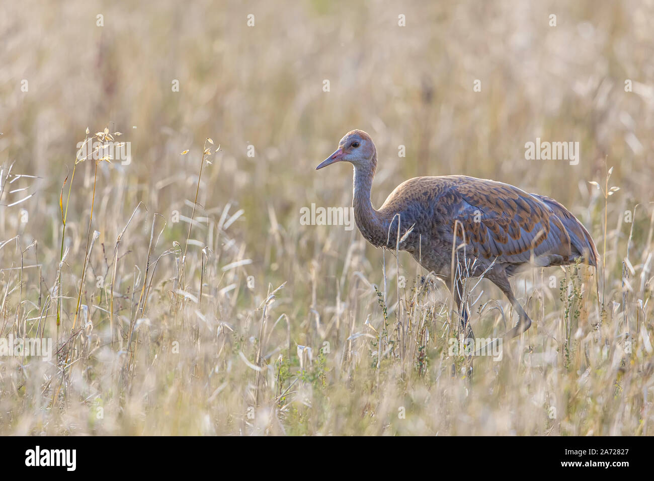 Juvenile Sandhill Crane in einem Gerstenfeld Stockfoto