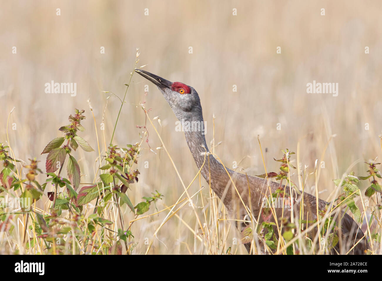 Sandhill Crane Essen Gerste in Alaska Stockfoto