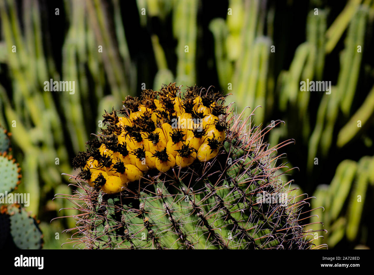 Gelbe Angelhaken Barrel Kaktus, Ferocactus wislizeni, im Sonnenlicht mit Kakteen hinter Stockfoto