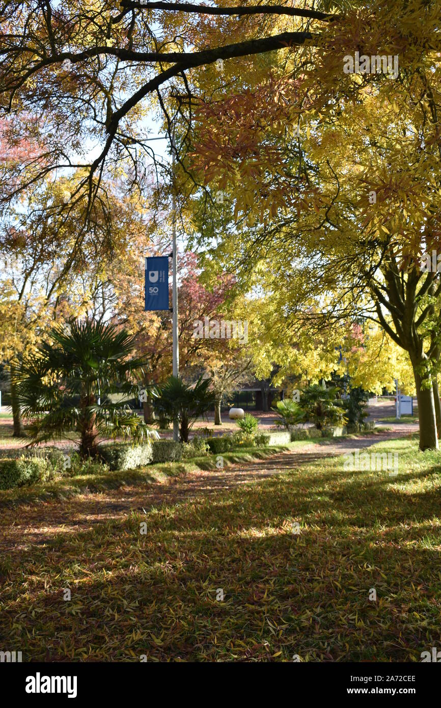 Herbst Laub an der Open University in Milton Keynes, mit einer Organisationseinheit bei 50 Zeichen im Hintergrund. Stockfoto