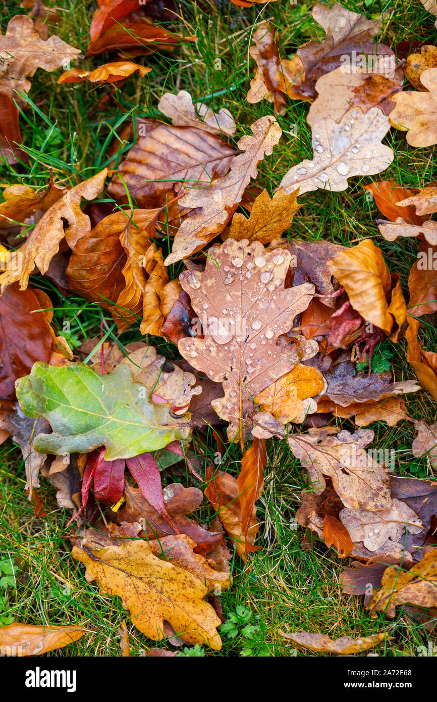 Ein Blatt von einem englischen Eiche (Quercus robur) mit Wassertropfen liegt unter einer Mischung aus gefallene Eiche und Buche Blätter auf Gras im Herbst Stockfoto