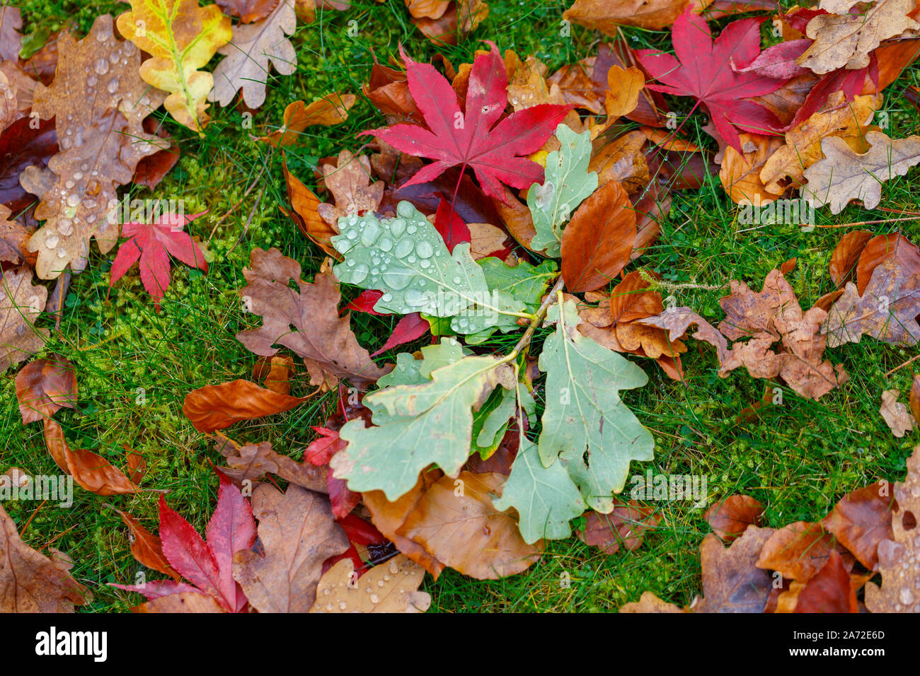 Ein gebrochener Zweig von einer Eiche (Quercus robur) mit grünen Blättern und Wassertropfen liegt zwischen Braun und Rot gefallen Ahorn und Eiche Blätter auf Gras Stockfoto