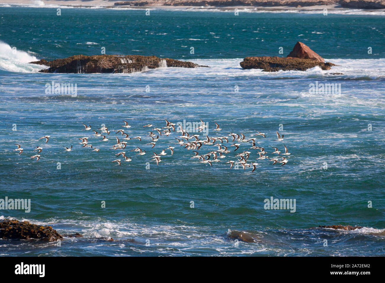 Herde von Seevögeln über Meer fliegen, Kalbarri Western Australia Stockfoto