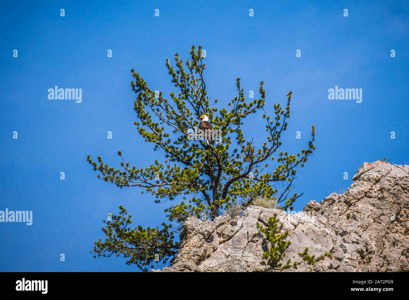 Ein Weißkopfseeadler in Helena, Montana Stockfoto