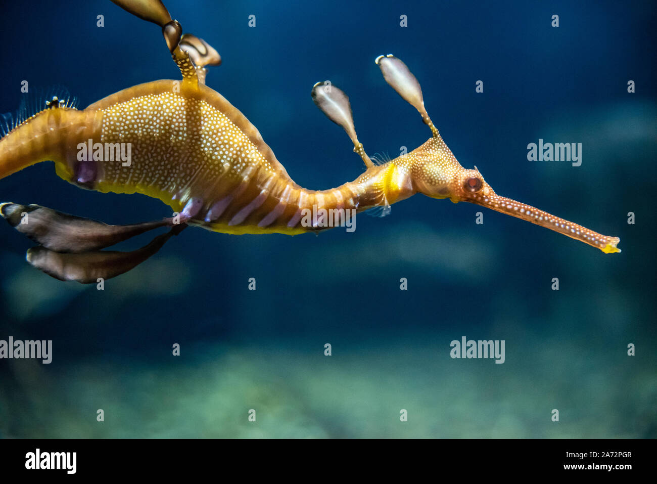 Weedy Sea Dragon (Phyllopteryx taeniolatus) am Georgia Aquarium in der Innenstadt von Atlanta, Georgia. (USA) Stockfoto