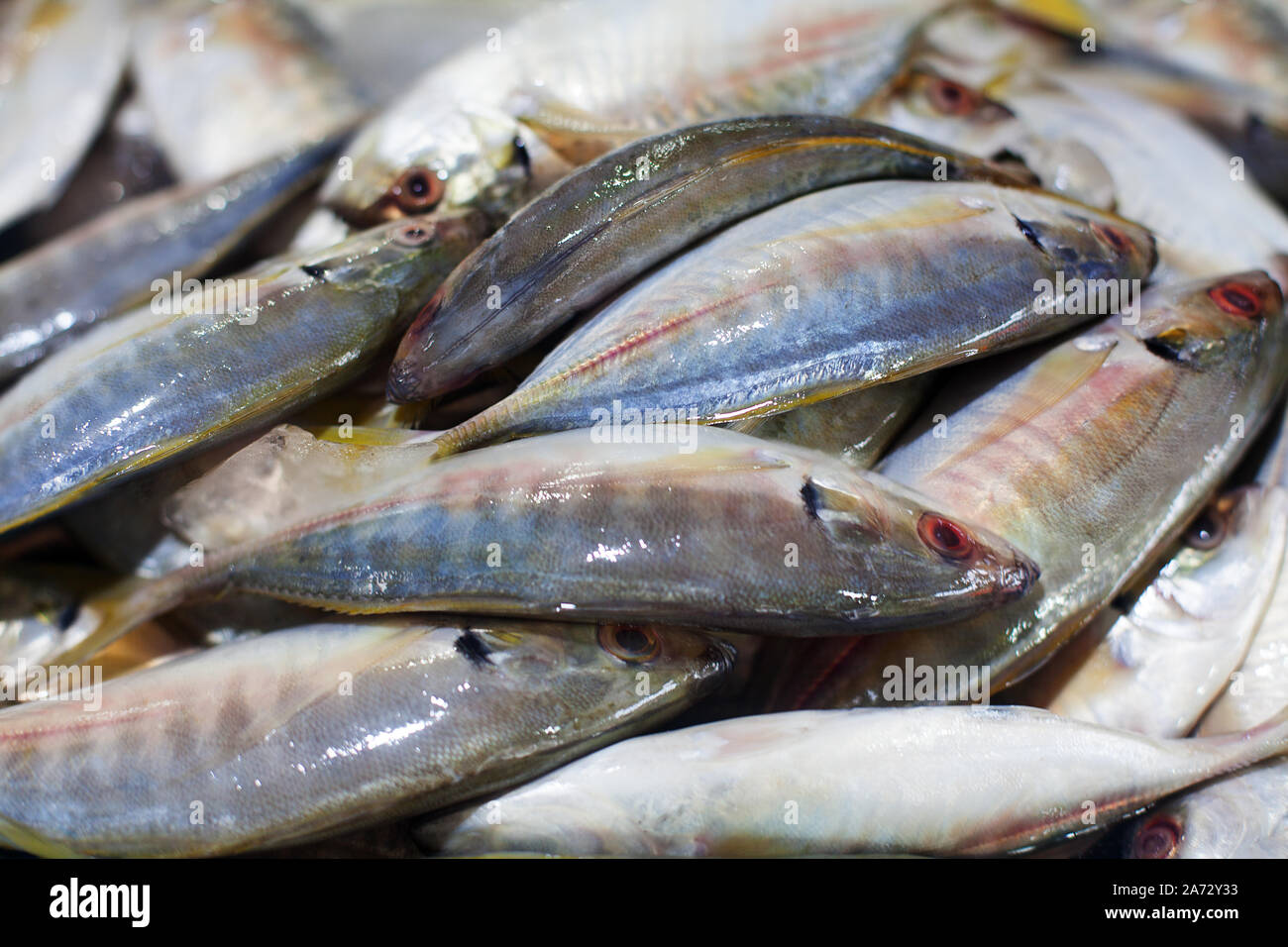 Yellowtail japanische Gelbschwanzmakrelen, Kingfish, seriola quinqueradiata, Jack Fisch, Makrele, yellowstripe Großaugenthun Stöcker, hamachi, Thunfisch closeup Frische rohe Fische Stockfoto