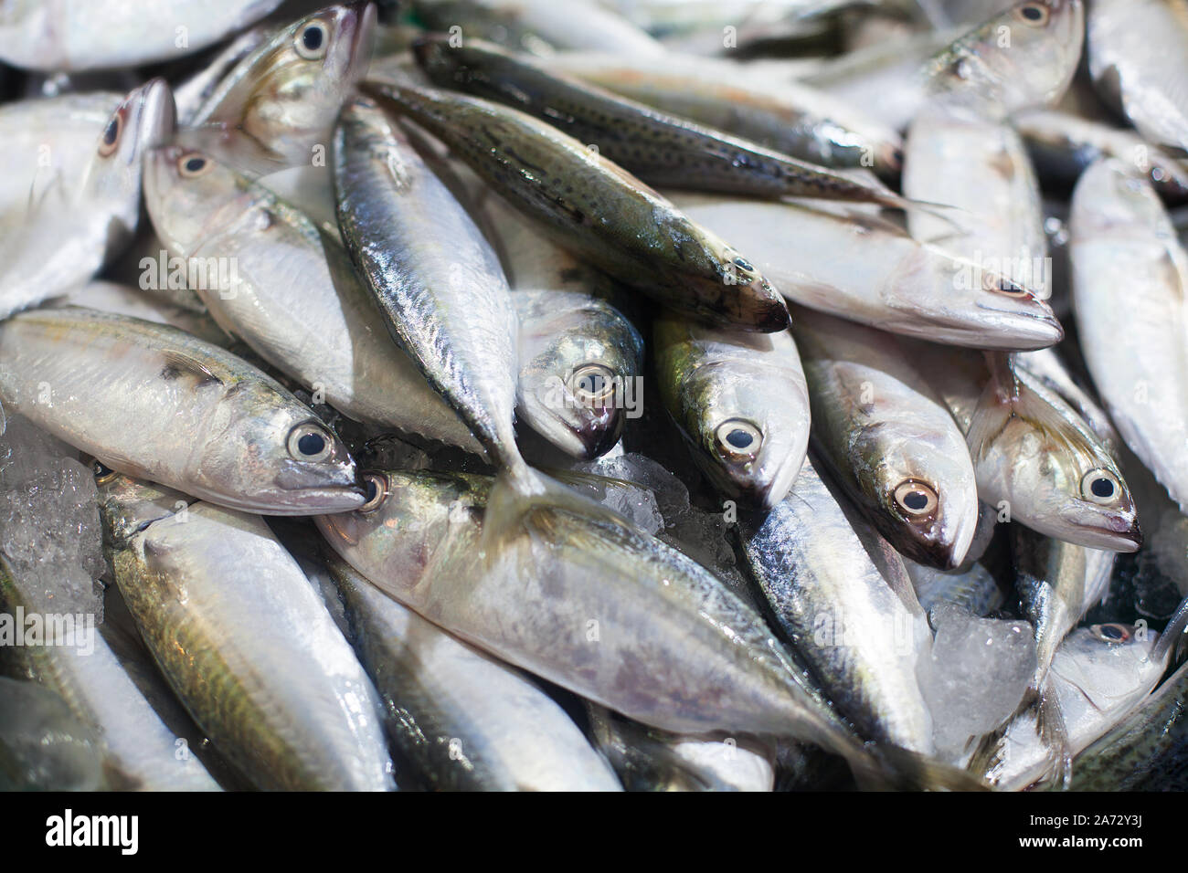 Yellowtail japanische Gelbschwanzmakrelen, Kingfish, seriola quinqueradiata, Jack Fisch, Makrele, yellowstripe Großaugenthun Stöcker, hamachi, Thunfisch closeup Frische rohe Fische Stockfoto