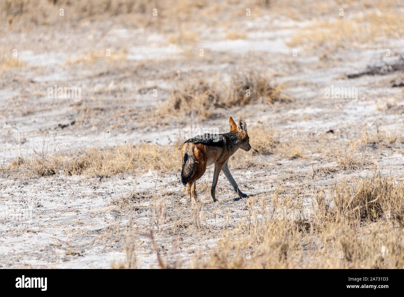 Eine Seite - gestreifte Schakal-Canis Adustus - auf der Jagd nach Beute in den Etosha Nationalpark, Namibia. Stockfoto