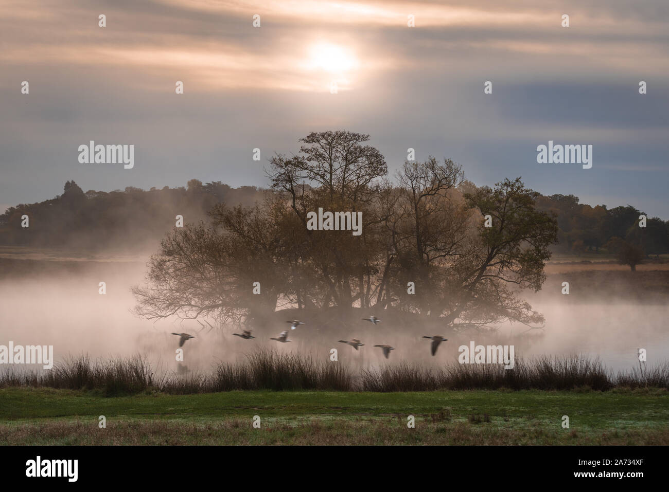UK Wetter: Kanadische Gänse fliegen, wie am frühen Morgen Sonne über einem nebligen Teich im Zentrum von Richmond Park. London, Großbritannien. Stockfoto