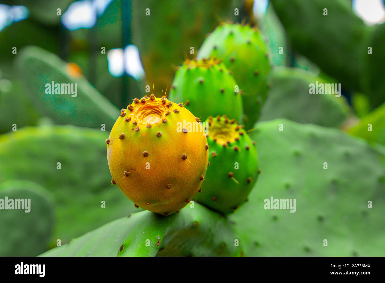 Feigenkakteen mit orange und grüne Früchte Stockfoto