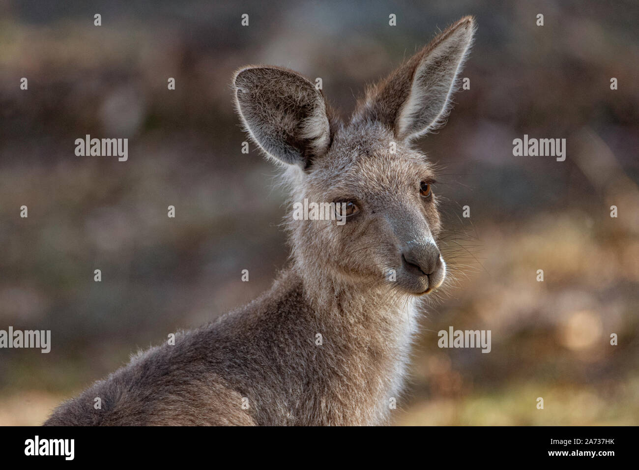 Eastern Grey Kangaroo, Macropus giganteus, Stockfoto