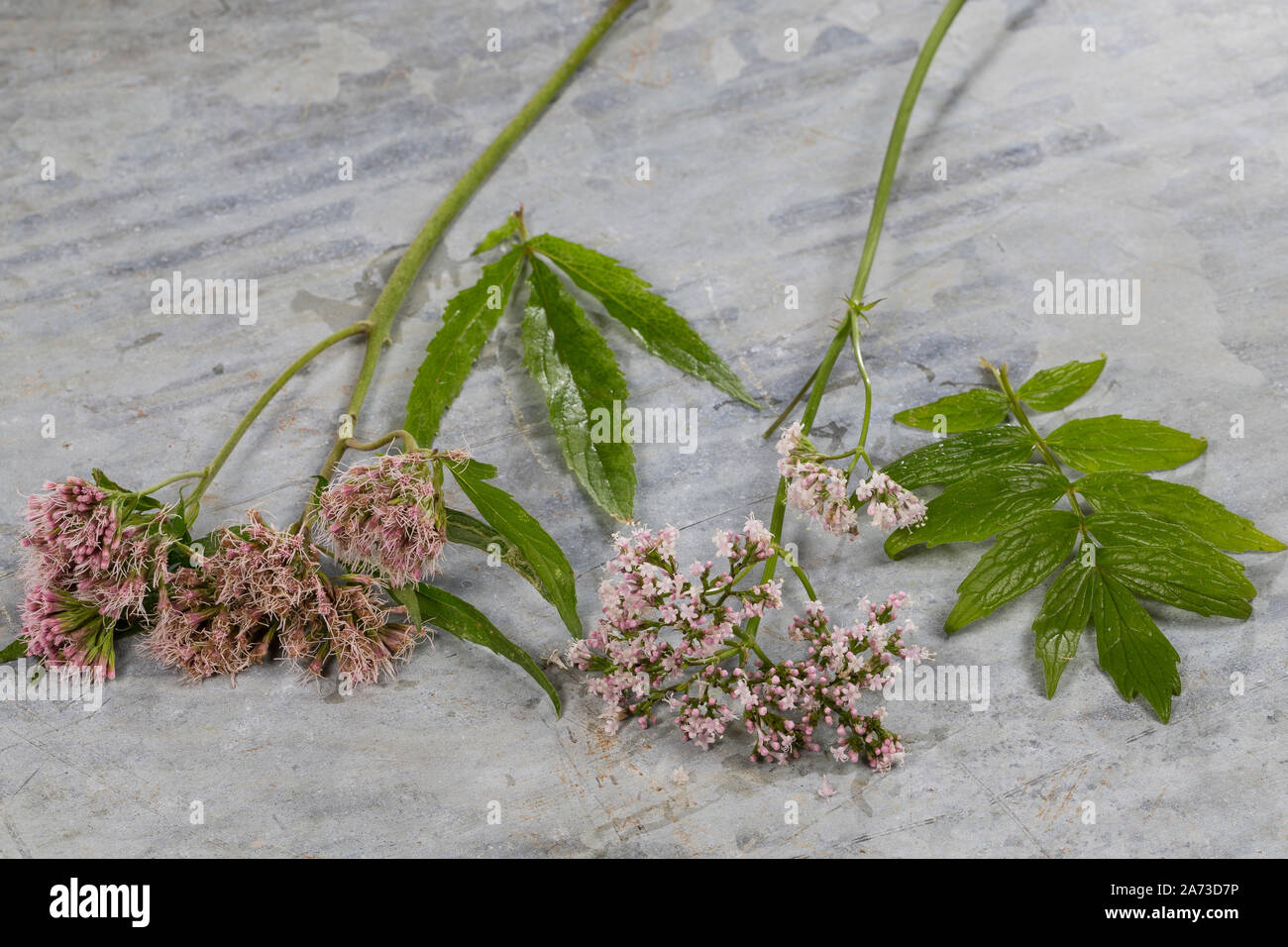 Vergleich Baldrian und Wasserdost. Baldrian, Echter Baldrian, Echter Arznei-Baldrian, Arzneibaldrian, Katzenwurzel, Valeriana officinalis, gemeinsame Vale Stockfoto