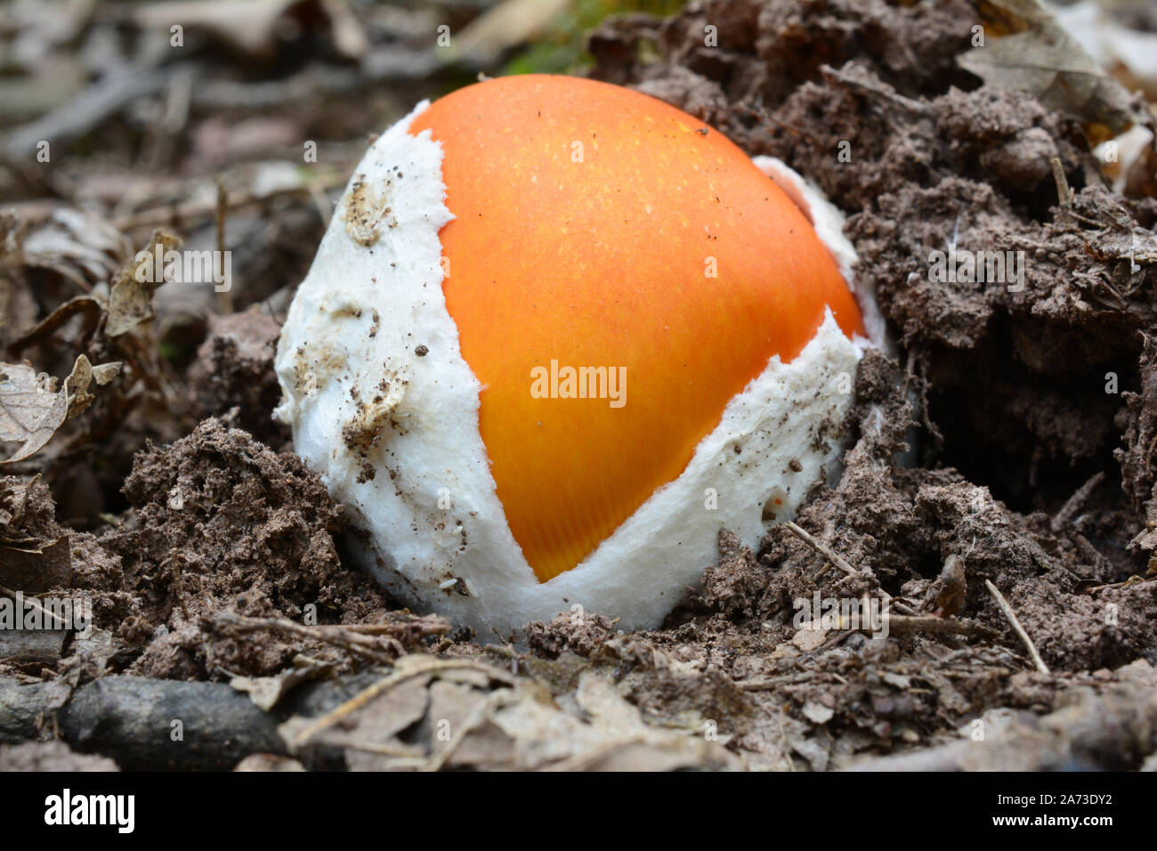 Sehr junge Muster von Amanita Caesarea oder Ceasar Pilz oder Royal amanita, unbebaute, ähnlich wie gekochtes Ei, Ansicht schließen Stockfoto